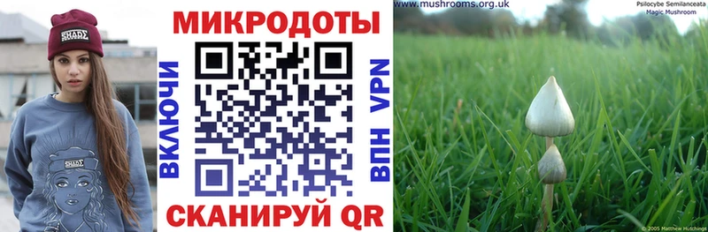 Псилоцибиновые грибы Psilocybe  Купить  Чухлома 